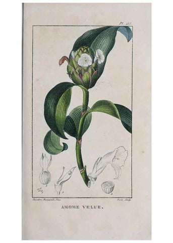 Reproducción/Reproduction 47117945242: Flore pittoresque et médicale des Antilles, ou, Histoire naturelle des plantes usuelles des colonies françaises, anglaises, espagnoles, et portugaises /. Paris :Ches l'Editeur,1833.. 