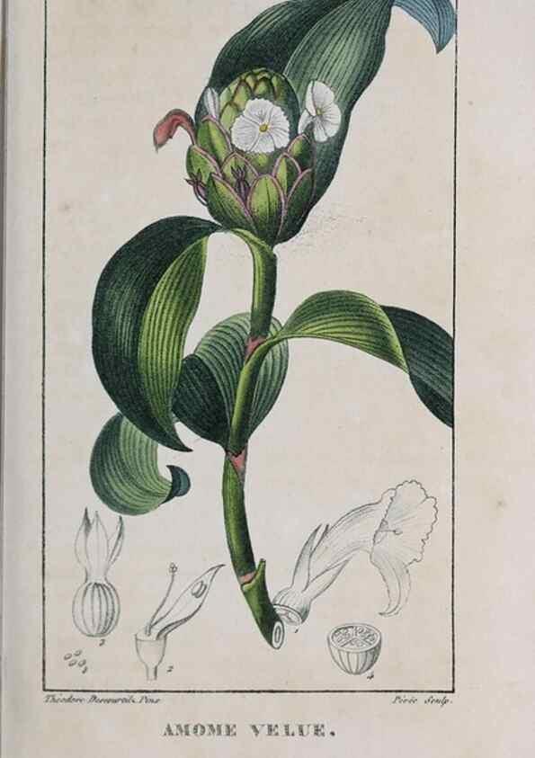 Reproducción/Reproduction 47117945242: Flore pittoresque et médicale des Antilles, ou, Histoire naturelle des plantes usuelles des colonies françaises, anglaises, espagnoles, et portugaises /. Paris :Ches l'Editeur,1833.. 