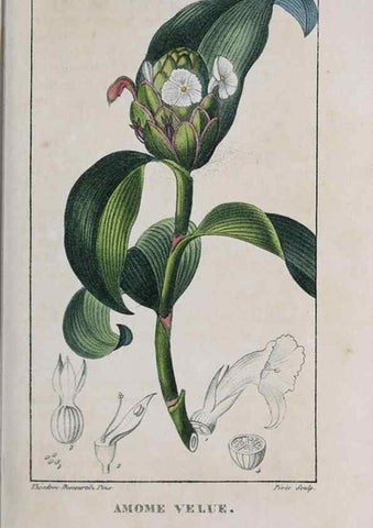 Reproducción/Reproduction 47117945242: Flore pittoresque et médicale des Antilles, ou, Histoire naturelle des plantes usuelles des colonies françaises, anglaises, espagnoles, et portugaises /. Paris :Ches l'Editeur,1833.. 