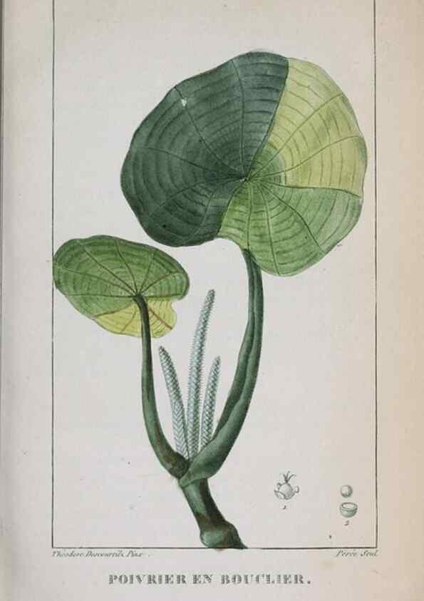 Reproducción/Reproduction 46446414634: Flore pittoresque et médicale des Antilles, ou, Histoire naturelle des plantes usuelles des colonies françaises, anglaises, espagnoles, et portugaises /. Paris :Ches l'Editeur,1833.. 