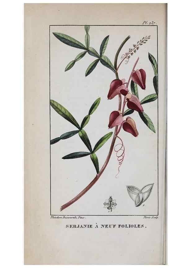 Reproducción/Reproduction 47169955861: Flore pittoresque et médicale des Antilles, ou, Histoire naturelle des plantes usuelles des colonies françaises, anglaises, espagnoles, et portugaises /. Paris :Ches l'Editeur,1833.. 