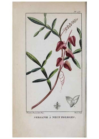 Reproducción/Reproduction 47169955861: Flore pittoresque et médicale des Antilles, ou, Histoire naturelle des plantes usuelles des colonies françaises, anglaises, espagnoles, et portugaises /. Paris :Ches l'Editeur,1833.. 
