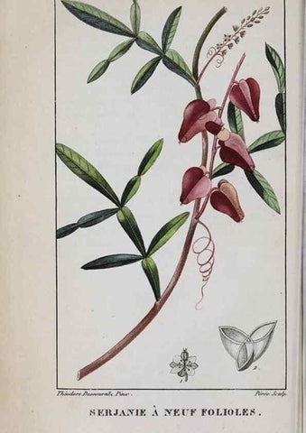 Reproducción/Reproduction 47169955861: Flore pittoresque et médicale des Antilles, ou, Histoire naturelle des plantes usuelles des colonies françaises, anglaises, espagnoles, et portugaises /. Paris :Ches l'Editeur,1833.. 
