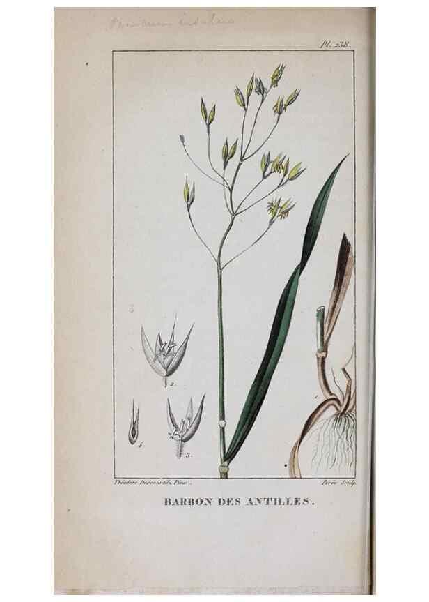 Reproducción/Reproduction 40205057603: Flore pittoresque et médicale des Antilles, ou, Histoire naturelle des plantes usuelles des colonies françaises, anglaises, espagnoles, et portugaises /. Paris :Ches l'Editeur,1833.. 