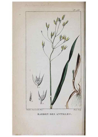 Reproducción/Reproduction 40205057603: Flore pittoresque et médicale des Antilles, ou, Histoire naturelle des plantes usuelles des colonies françaises, anglaises, espagnoles, et portugaises /. Paris :Ches l'Editeur,1833.. 
