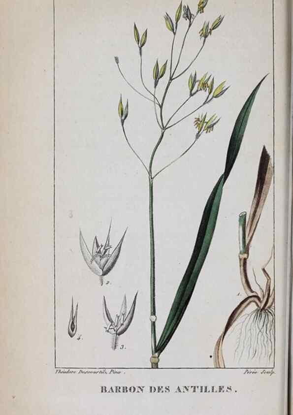 Reproducción/Reproduction 40205057603: Flore pittoresque et médicale des Antilles, ou, Histoire naturelle des plantes usuelles des colonies françaises, anglaises, espagnoles, et portugaises /. Paris :Ches l'Editeur,1833.. 