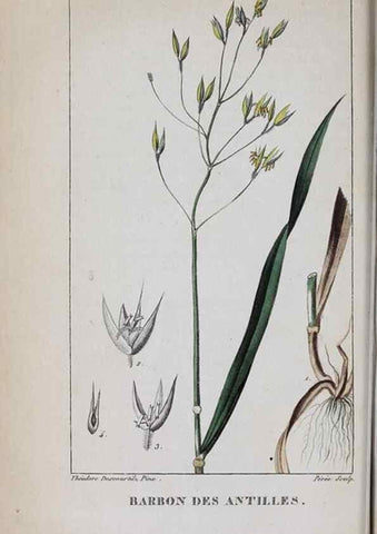 Reproducción/Reproduction 40205057603: Flore pittoresque et médicale des Antilles, ou, Histoire naturelle des plantes usuelles des colonies françaises, anglaises, espagnoles, et portugaises /. Paris :Ches l'Editeur,1833.. 
