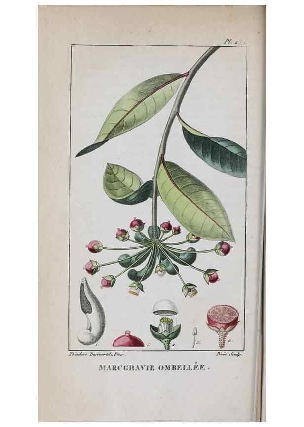 Reproducción/Reproduction 46255826625: Flore pittoresque et médicale des Antilles, ou, Histoire naturelle des plantes usuelles des colonies françaises, anglaises, espagnoles, et portugaises /. Paris :Ches l'Editeur,1833.. 