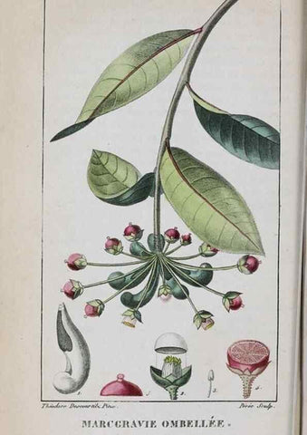 Reproducción/Reproduction 46255826625: Flore pittoresque et médicale des Antilles, ou, Histoire naturelle des plantes usuelles des colonies françaises, anglaises, espagnoles, et portugaises /. Paris :Ches l'Editeur,1833.. 