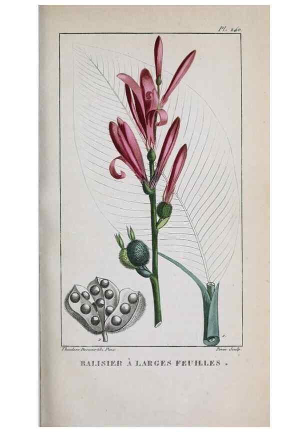 Reproducción/Reproduction 33294726108: Flore pittoresque et médicale des Antilles, ou, Histoire naturelle des plantes usuelles des colonies françaises, anglaises, espagnoles, et portugaises /. Paris :Ches l'Editeur,1833.. 