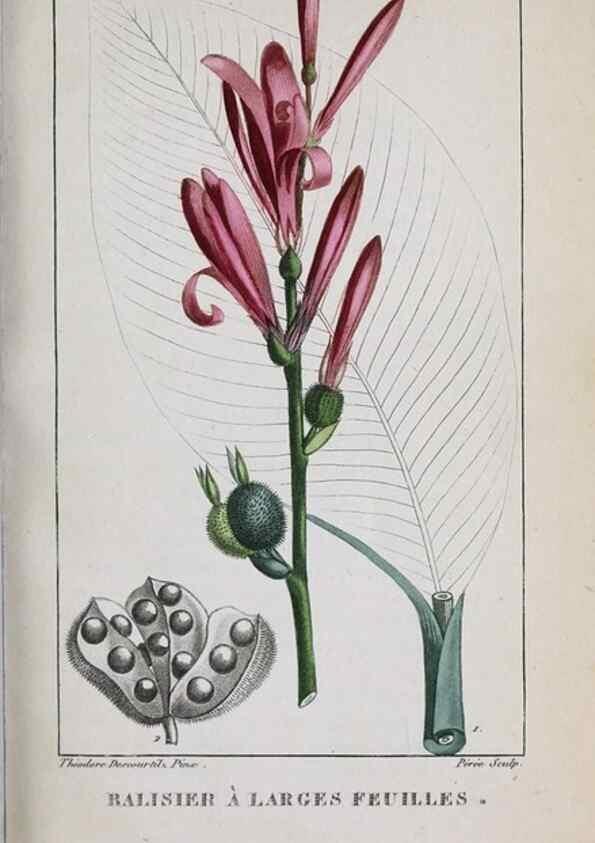 Reproducción/Reproduction 33294726108: Flore pittoresque et médicale des Antilles, ou, Histoire naturelle des plantes usuelles des colonies françaises, anglaises, espagnoles, et portugaises /. Paris :Ches l'Editeur,1833.. 