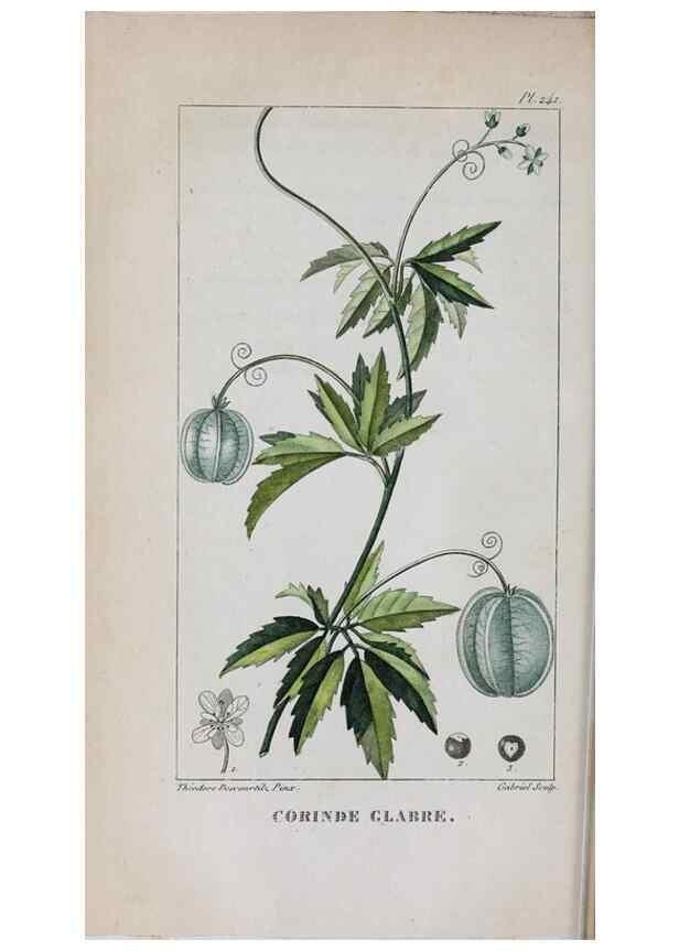 Reproducción/Reproduction 47169959031: Flore pittoresque et médicale des Antilles, ou, Histoire naturelle des plantes usuelles des colonies françaises, anglaises, espagnoles, et portugaises /. Paris :Ches l'Editeur,1833.. 