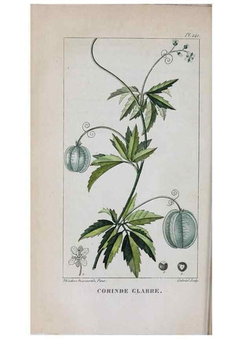 Reproducción/Reproduction 47169959031: Flore pittoresque et médicale des Antilles, ou, Histoire naturelle des plantes usuelles des colonies françaises, anglaises, espagnoles, et portugaises /. Paris :Ches l'Editeur,1833.. 