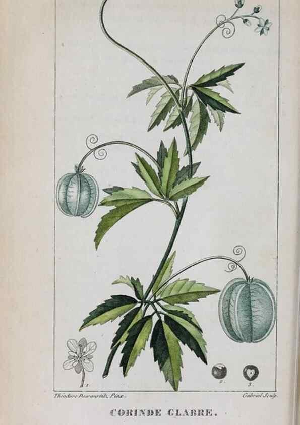 Reproducción/Reproduction 47169959031: Flore pittoresque et médicale des Antilles, ou, Histoire naturelle des plantes usuelles des colonies françaises, anglaises, espagnoles, et portugaises /. Paris :Ches l'Editeur,1833.. 