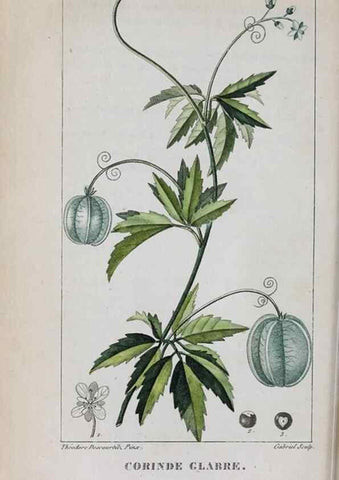 Reproducción/Reproduction 47169959031: Flore pittoresque et médicale des Antilles, ou, Histoire naturelle des plantes usuelles des colonies françaises, anglaises, espagnoles, et portugaises /. Paris :Ches l'Editeur,1833.. 