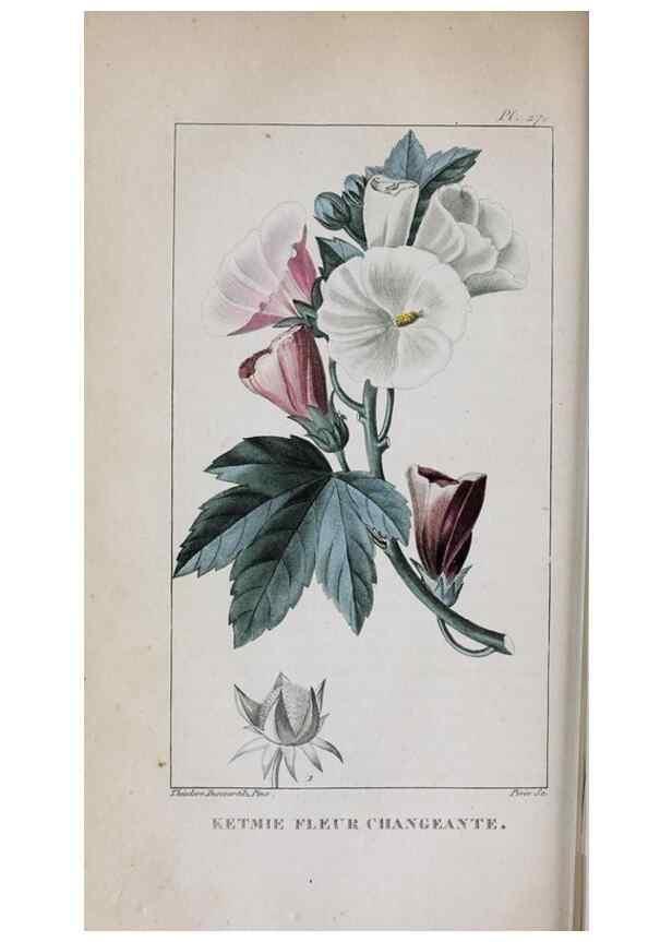 Reproducción/Reproduction 47117976512: Flore pittoresque et médicale des Antilles, ou, Histoire naturelle des plantes usuelles des colonies françaises, anglaises, espagnoles, et portugaises /. Paris :Ches l'Editeur,1833.. 