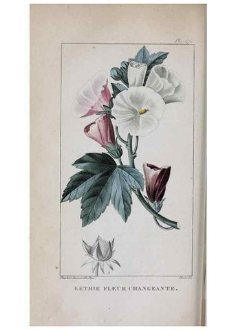 Reproducción/Reproduction 47117976512: Flore pittoresque et médicale des Antilles, ou, Histoire naturelle des plantes usuelles des colonies françaises, anglaises, espagnoles, et portugaises /. Paris :Ches l'Editeur,1833.. 