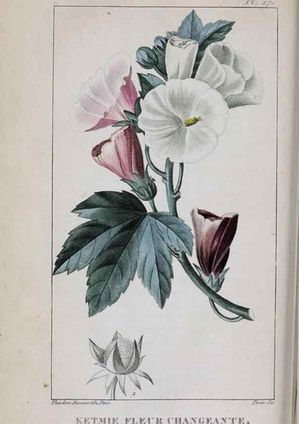 Reproducción/Reproduction 47117976512: Flore pittoresque et médicale des Antilles, ou, Histoire naturelle des plantes usuelles des colonies françaises, anglaises, espagnoles, et portugaises /. Paris :Ches l'Editeur,1833.. 