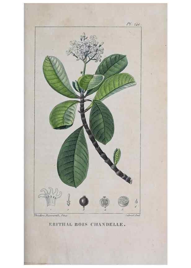 Reproducción/Reproduction 32228119067: Flore pittoresque et médicale des Antilles, ou, Histoire naturelle des plantes usuelles des colonies françaises, anglaises, espagnoles, et portugaises /. Paris :Ches l'Editeur,1833.. 