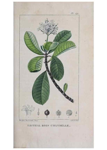 Reproducción/Reproduction 32228119067: Flore pittoresque et médicale des Antilles, ou, Histoire naturelle des plantes usuelles des colonies françaises, anglaises, espagnoles, et portugaises /. Paris :Ches l'Editeur,1833.. 