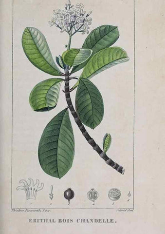 Reproducción/Reproduction 32228119067: Flore pittoresque et médicale des Antilles, ou, Histoire naturelle des plantes usuelles des colonies françaises, anglaises, espagnoles, et portugaises /. Paris :Ches l'Editeur,1833.. 