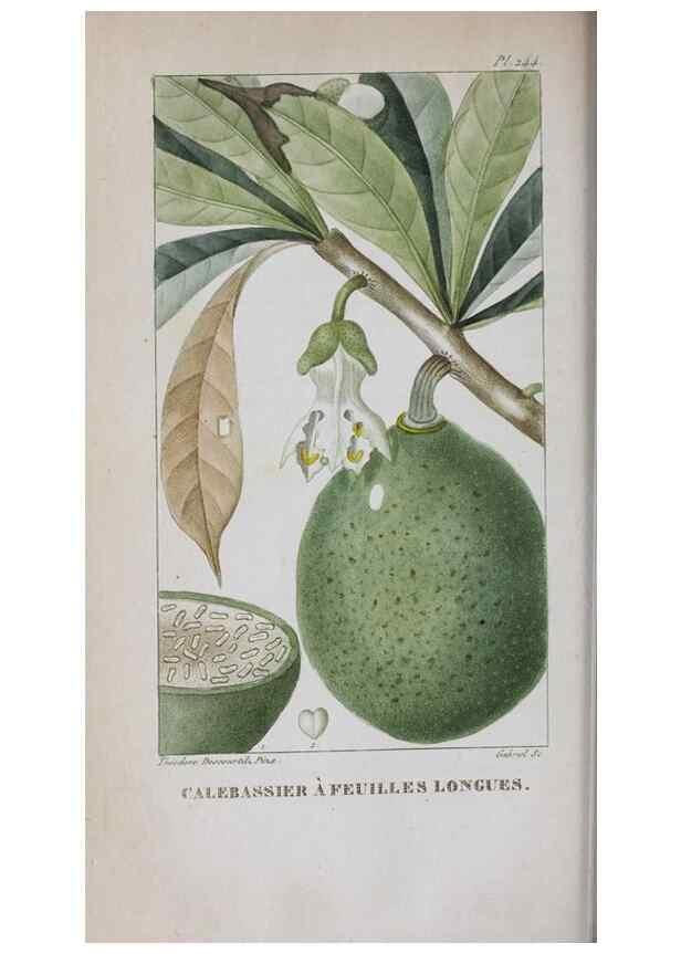 Reproducción/Reproduction 32228121677: Flore pittoresque et médicale des Antilles, ou, Histoire naturelle des plantes usuelles des colonies françaises, anglaises, espagnoles, et portugaises /. Paris :Ches l'Editeur,1833.. 