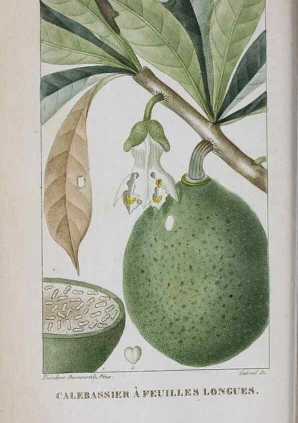 Reproducción/Reproduction 32228121677: Flore pittoresque et médicale des Antilles, ou, Histoire naturelle des plantes usuelles des colonies françaises, anglaises, espagnoles, et portugaises /. Paris :Ches l'Editeur,1833.. 