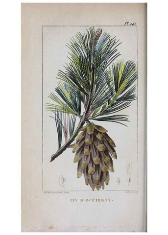 Reproducción/Reproduction 47117955532: Flore pittoresque et médicale des Antilles, ou, Histoire naturelle des plantes usuelles des colonies françaises, anglaises, espagnoles, et portugaises /. Paris :Ches l'Editeur,1833.. 