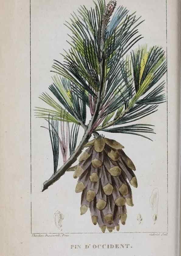Reproducción/Reproduction 47117955532: Flore pittoresque et médicale des Antilles, ou, Histoire naturelle des plantes usuelles des colonies françaises, anglaises, espagnoles, et portugaises /. Paris :Ches l'Editeur,1833.. 