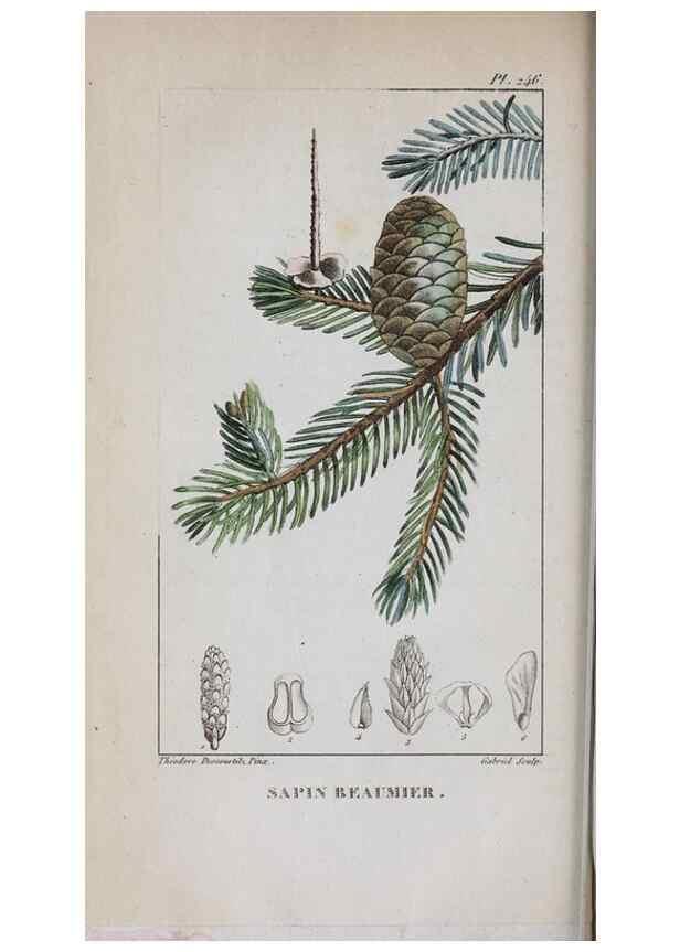 Reproducción/Reproduction 33294729738: Flore pittoresque et médicale des Antilles, ou, Histoire naturelle des plantes usuelles des colonies françaises, anglaises, espagnoles, et portugaises /. Paris :Ches l'Editeur,1833.. 
