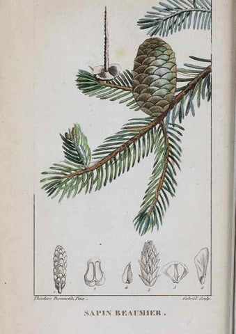 Reproducción/Reproduction 33294729738: Flore pittoresque et médicale des Antilles, ou, Histoire naturelle des plantes usuelles des colonies françaises, anglaises, espagnoles, et portugaises /. Paris :Ches l'Editeur,1833.. 