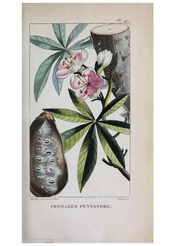 Reproducción/Reproduction 47169965081: Flore pittoresque et médicale des Antilles, ou, Histoire naturelle des plantes usuelles des colonies françaises, anglaises, espagnoles, et portugaises /. Paris :Ches l'Editeur,1833.. 