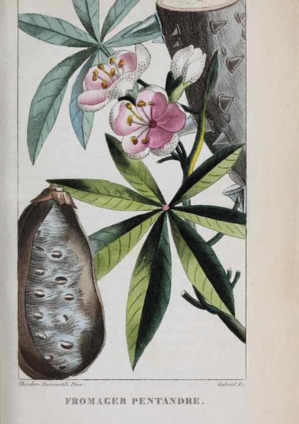 Reproducción/Reproduction 47169965081: Flore pittoresque et médicale des Antilles, ou, Histoire naturelle des plantes usuelles des colonies françaises, anglaises, espagnoles, et portugaises /. Paris :Ches l'Editeur,1833.. 