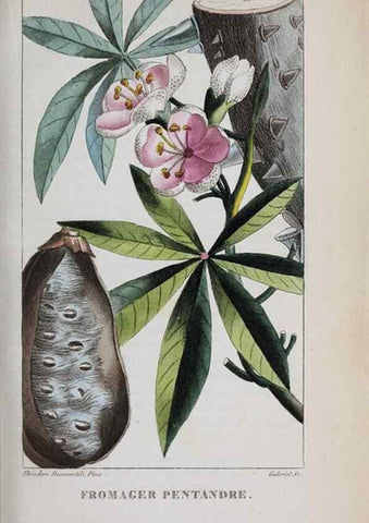 Reproducción/Reproduction 47169965081: Flore pittoresque et médicale des Antilles, ou, Histoire naturelle des plantes usuelles des colonies françaises, anglaises, espagnoles, et portugaises /. Paris :Ches l'Editeur,1833.. 