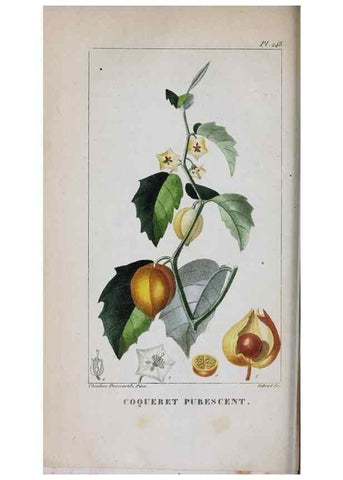 Reproducción/Reproduction 46446421544: Flore pittoresque et médicale des Antilles, ou, Histoire naturelle des plantes usuelles des colonies françaises, anglaises, espagnoles, et portugaises /. Paris :Ches l'Editeur,1833.. 