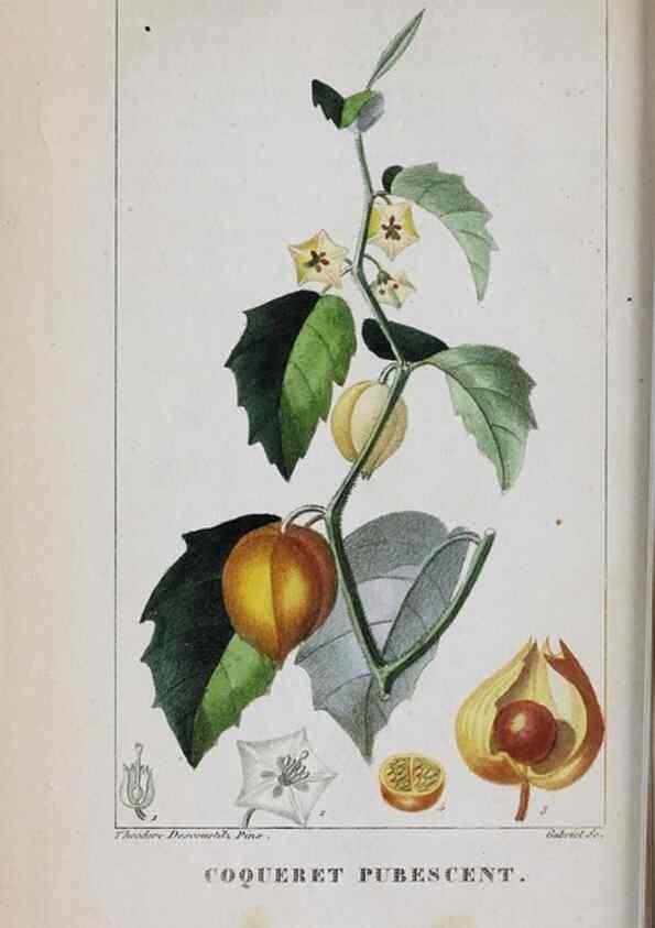 Reproducción/Reproduction 46446421544: Flore pittoresque et médicale des Antilles, ou, Histoire naturelle des plantes usuelles des colonies françaises, anglaises, espagnoles, et portugaises /. Paris :Ches l'Editeur,1833.. 