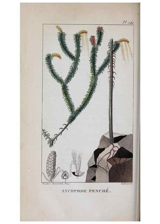 Reproducción/Reproduction 46255840075: Flore pittoresque et médicale des Antilles, ou, Histoire naturelle des plantes usuelles des colonies françaises, anglaises, espagnoles, et portugaises /. Paris :Ches l'Editeur,1833.. 