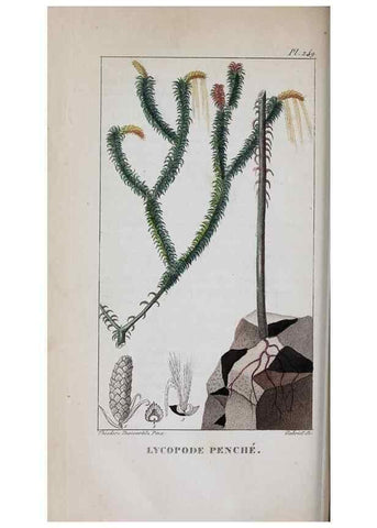 Reproducción/Reproduction 46255840075: Flore pittoresque et médicale des Antilles, ou, Histoire naturelle des plantes usuelles des colonies françaises, anglaises, espagnoles, et portugaises /. Paris :Ches l'Editeur,1833.. 