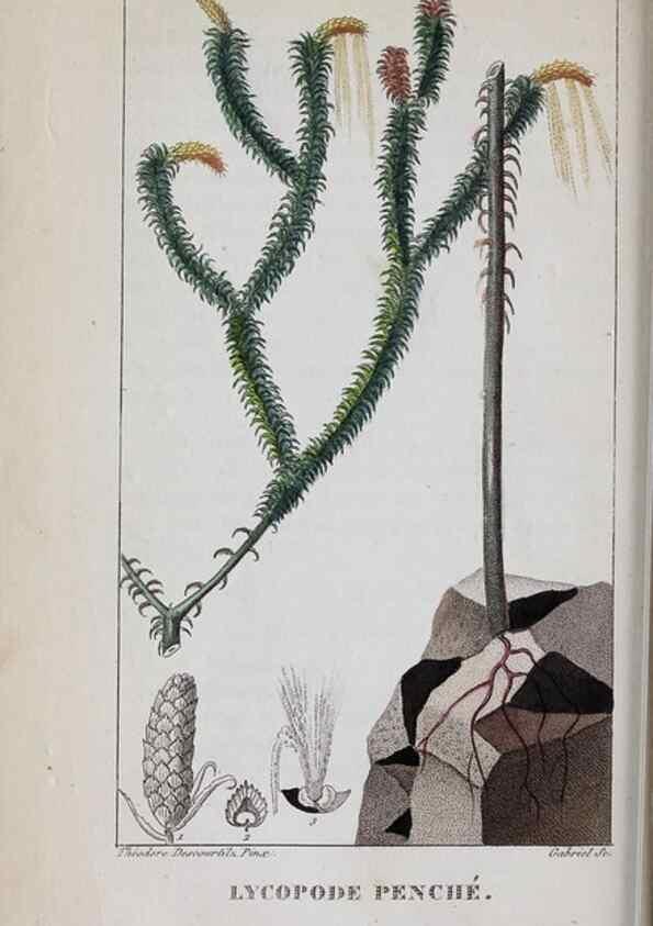 Reproducción/Reproduction 46255840075: Flore pittoresque et médicale des Antilles, ou, Histoire naturelle des plantes usuelles des colonies françaises, anglaises, espagnoles, et portugaises /. Paris :Ches l'Editeur,1833.. 