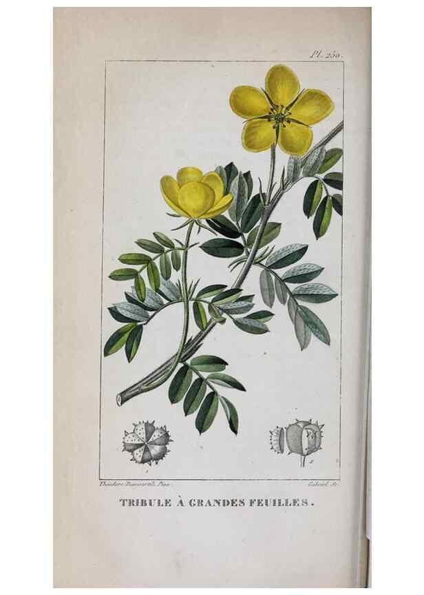Reproducción/Reproduction 46255841745: Flore pittoresque et médicale des Antilles, ou, Histoire naturelle des plantes usuelles des colonies françaises, anglaises, espagnoles, et portugaises /. Paris :Ches l'Editeur,1833.. 