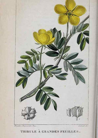 Reproducción/Reproduction 46255841745: Flore pittoresque et médicale des Antilles, ou, Histoire naturelle des plantes usuelles des colonies françaises, anglaises, espagnoles, et portugaises /. Paris :Ches l'Editeur,1833.. 