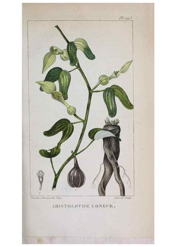 Reproducción/Reproduction 47117954082: Flore pittoresque et médicale des Antilles, ou, Histoire naturelle des plantes usuelles des colonies françaises, anglaises, espagnoles, et portugaises /. Paris :Ches l'Editeur,1833.. 