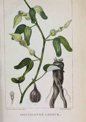 Reproducción/Reproduction 47117954082: Flore pittoresque et médicale des Antilles, ou, Histoire naturelle des plantes usuelles des colonies françaises, anglaises, espagnoles, et portugaises /. Paris :Ches l'Editeur,1833.. 