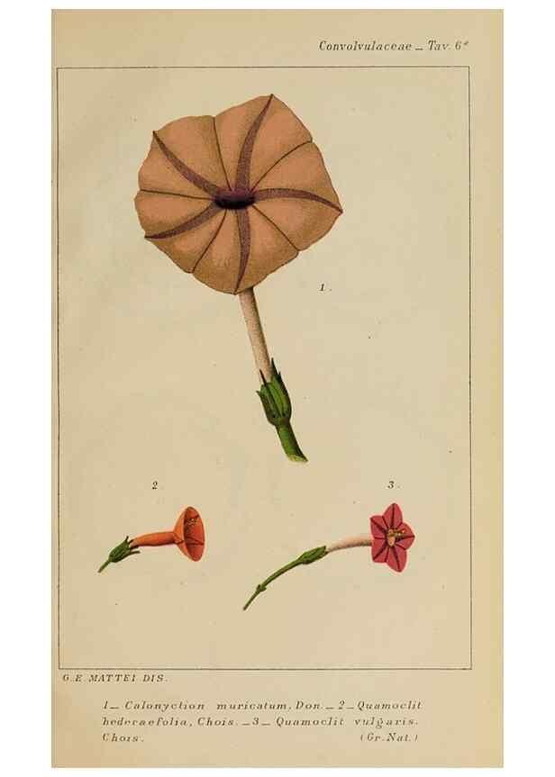 Reproducción/Reproduction 40213280193: Convolvulacee /. Bologna :Società tipografica Azzoguidi,1887.. 