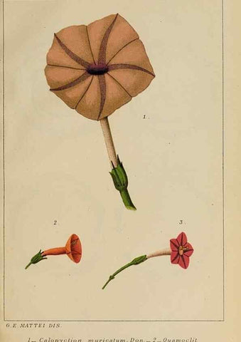 Reproducción/Reproduction 40213280193: Convolvulacee /. Bologna :Società tipografica Azzoguidi,1887.. 