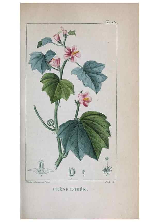 Reproducción/Reproduction 32228141287: Flore pittoresque et médicale des Antilles, ou, Histoire naturelle des plantes usuelles des colonies françaises, anglaises, espagnoles, et portugaises /. Paris :Ches l'Editeur,1833.. 