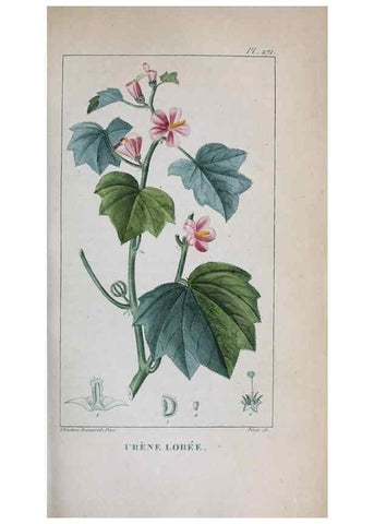 Reproducción/Reproduction 32228141287: Flore pittoresque et médicale des Antilles, ou, Histoire naturelle des plantes usuelles des colonies françaises, anglaises, espagnoles, et portugaises /. Paris :Ches l'Editeur,1833.. 