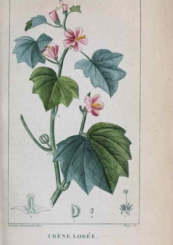 Reproducción/Reproduction 32228141287: Flore pittoresque et médicale des Antilles, ou, Histoire naturelle des plantes usuelles des colonies françaises, anglaises, espagnoles, et portugaises /. Paris :Ches l'Editeur,1833.. 