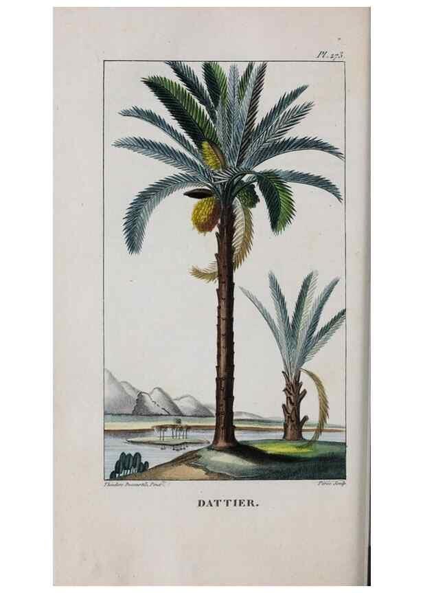 Reproducción/Reproduction 46446443544: Flore pittoresque et médicale des Antilles, ou, Histoire naturelle des plantes usuelles des colonies françaises, anglaises, espagnoles, et portugaises /. Paris :Ches l'Editeur,1833.. 