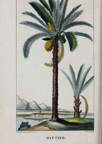 Reproducción/Reproduction 46446443544: Flore pittoresque et médicale des Antilles, ou, Histoire naturelle des plantes usuelles des colonies françaises, anglaises, espagnoles, et portugaises /. Paris :Ches l'Editeur,1833.. 